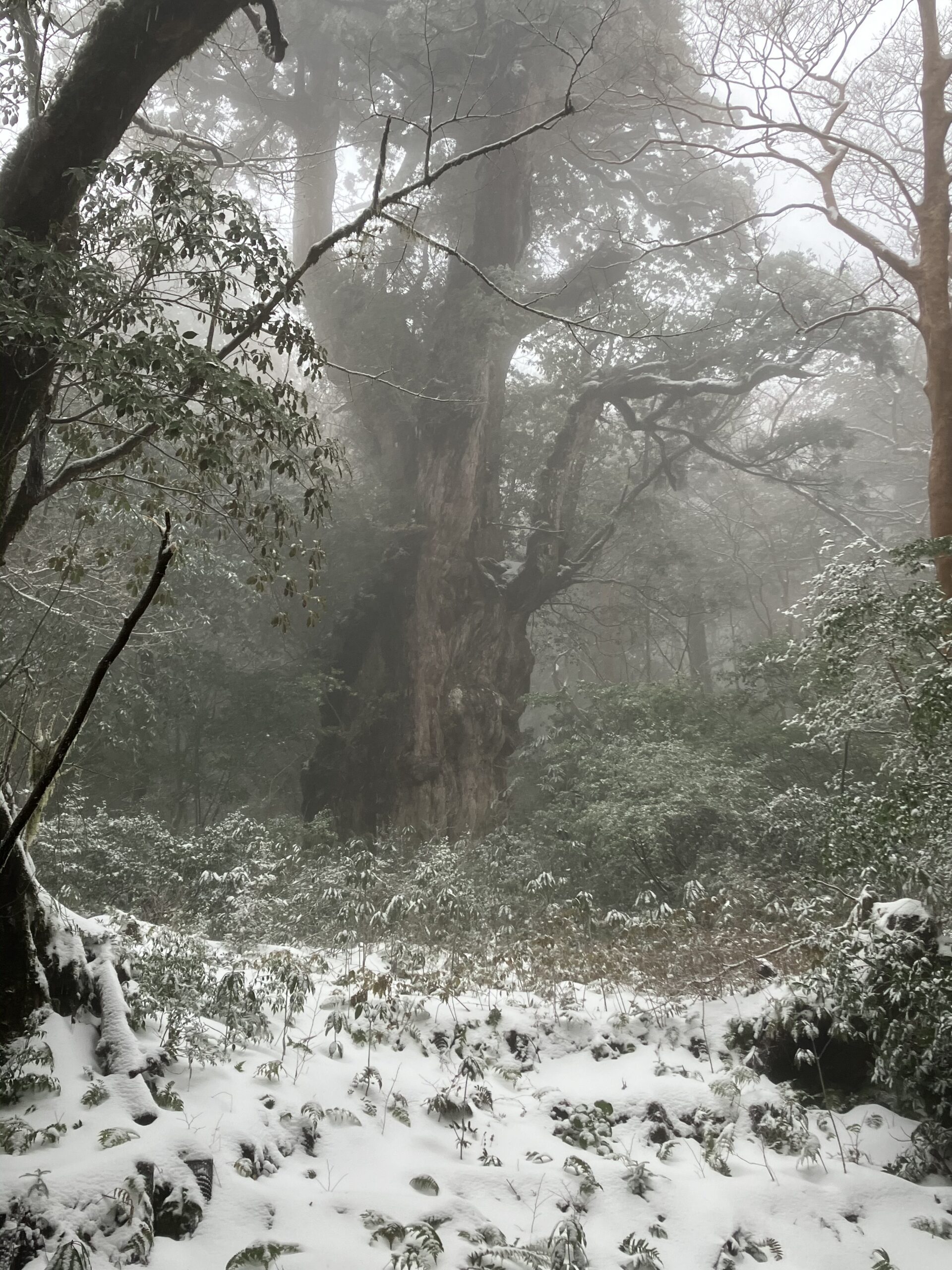 縄文杉