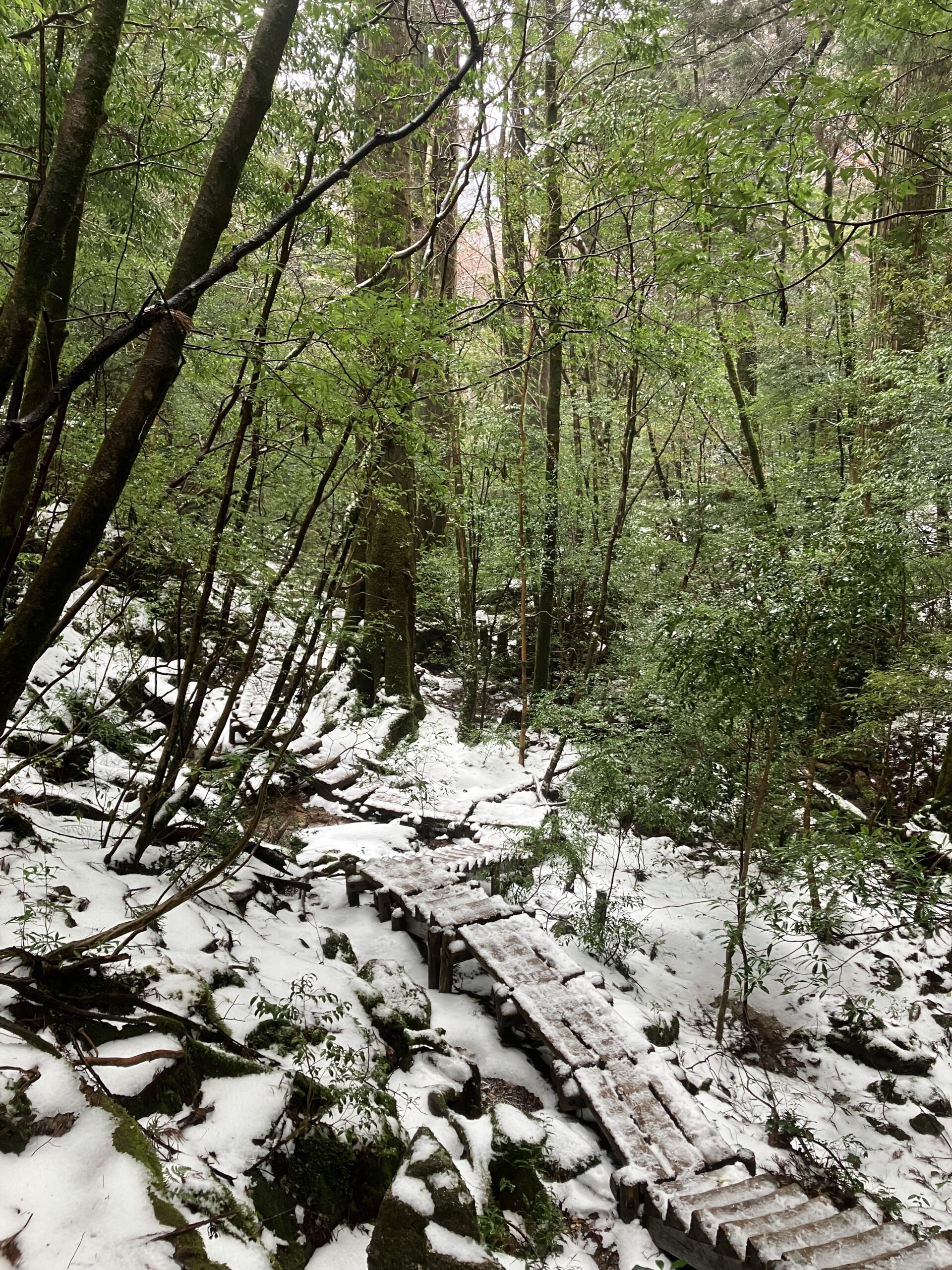 雪が積もった縄文杉への登山道