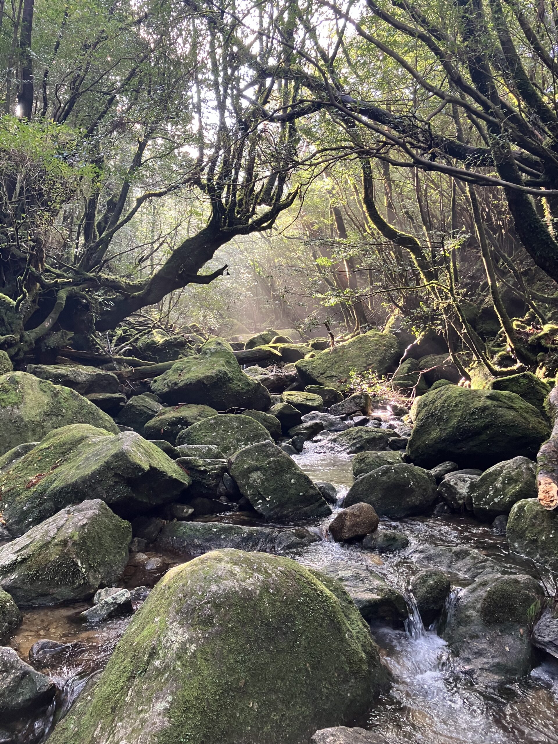 苔むした岩と渓流