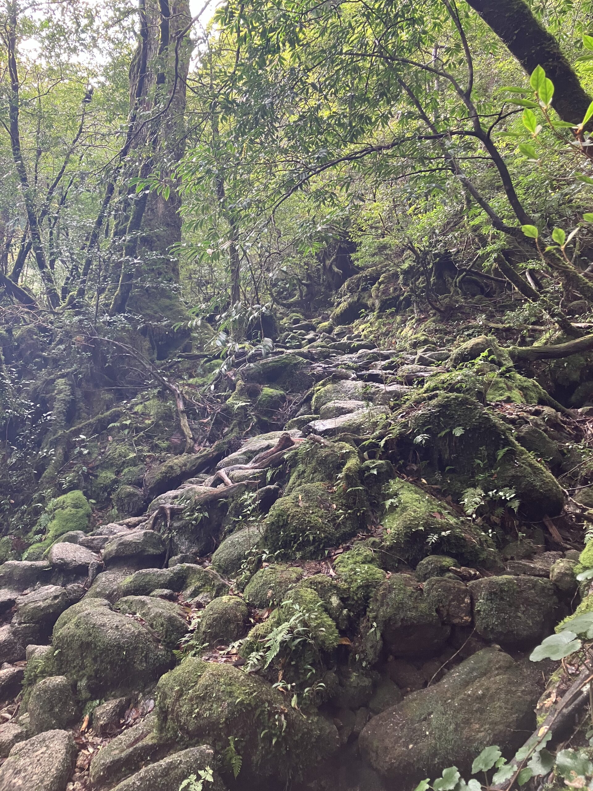 苔むした岩と森