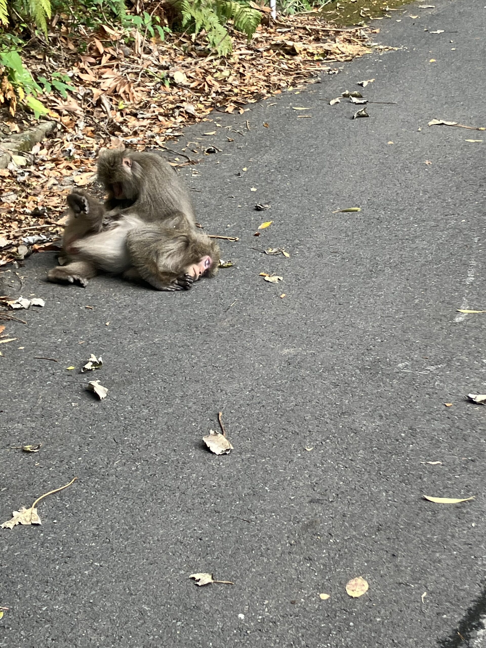 道路のお猿さん